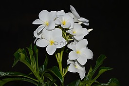 姜黄色百合花,洁白的花朵,黄色中心