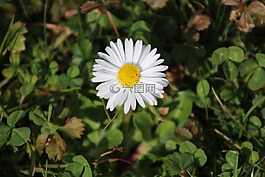 花,性質(zhì),美麗的花