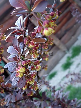 工廠,花園,細(xì)節(jié)
