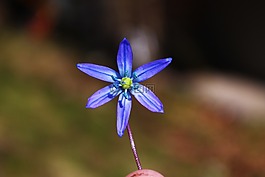 花,紫色,春
