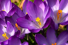 藏紅花,春天,復(fù)活節(jié)