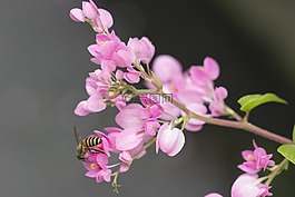 花,蜜蜂,自然