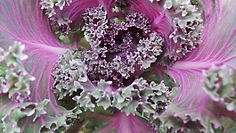花卉,白菜,紫色