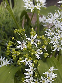 花,花園,白