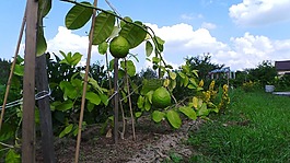 檸檬,水果,柑橘