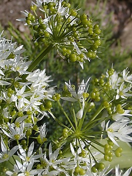 花,春天,工廠