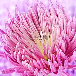 自然,花,植物區(qū)系