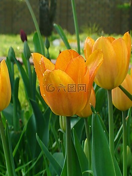 郁金香,假日,鮮花