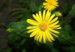 花,開花,黃色