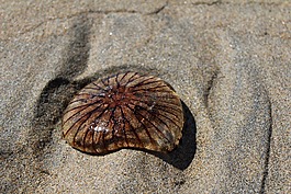 海蜇,沙,海灘