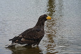 鷹,野生動(dòng)物,動(dòng)物園