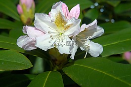 鲜花,杜鹃,布什