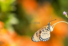 蝴蝶,特寫,昆蟲