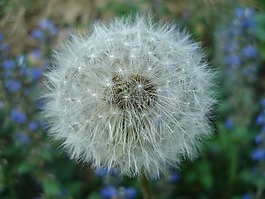 蒲公英,花,白