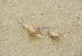 蝸牛,軟體動(dòng)物,非