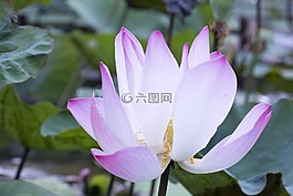 植物區(qū)系,特寫,蓮花