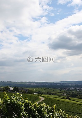 葡萄園,藤,葡萄種植