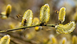 蜜蜂,褪色柳,春天