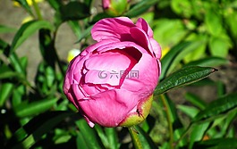 性質(zhì),植物,葉