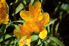 花,黃色,綠色