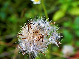 花,綠色,自然