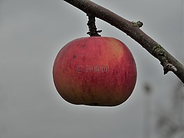 苹果,成熟,水果