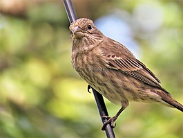鳥(niǎo),關(guān)閉了,野生動(dòng)物