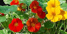 鮮花,紅色和黃色,充滿活力