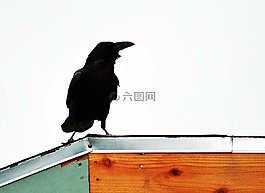 烏鴉,天臺(tái),黑