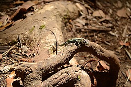 蜥蜴,動物,性質(zhì)