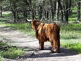 蘇格蘭高地,漢蘭達,牛肉