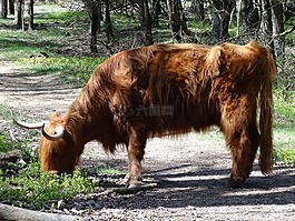 蘇格蘭高地,漢蘭達,牛肉