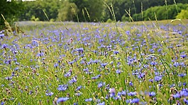 野花,草甸花,夏季植物
