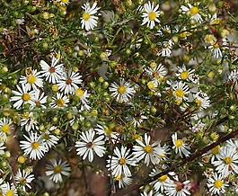 紫苑花和花蕾,翠菊,野花