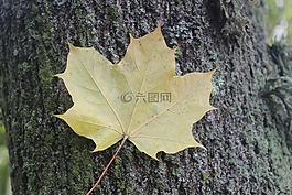 離開,自然,樹