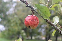 蘋果,自然,水果