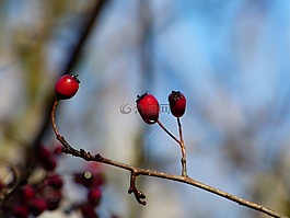 秋天,天空,藍(lán)色