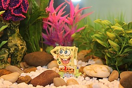 魚缸,魚,水下
