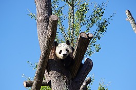 熊貓,動(dòng)物,動(dòng)物園