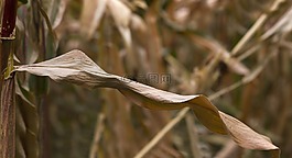 工作表,玉米,發(fā)展