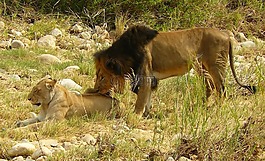 獅子,母獅,野生動物園
