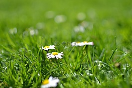 盛開,開花,雛菊