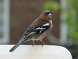 麻雀,鳥(niǎo),動(dòng)物區(qū)系