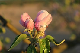 開花,蘋果樹,蘋果花