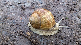 蝸牛,性質(zhì),動物