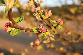 開花,蘋果樹,蘋果花