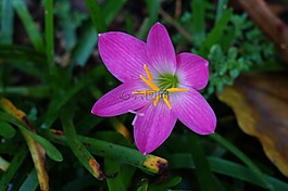 鮮花,粉色,園藝
