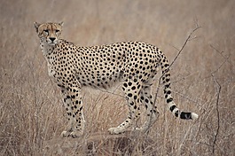 獵豹,南非,野生動物園