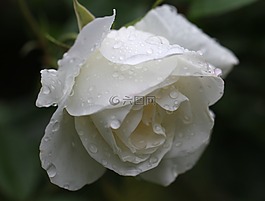 玫瑰,玫瑰綻放,花
