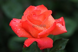 玫瑰,花,玫瑰綻放